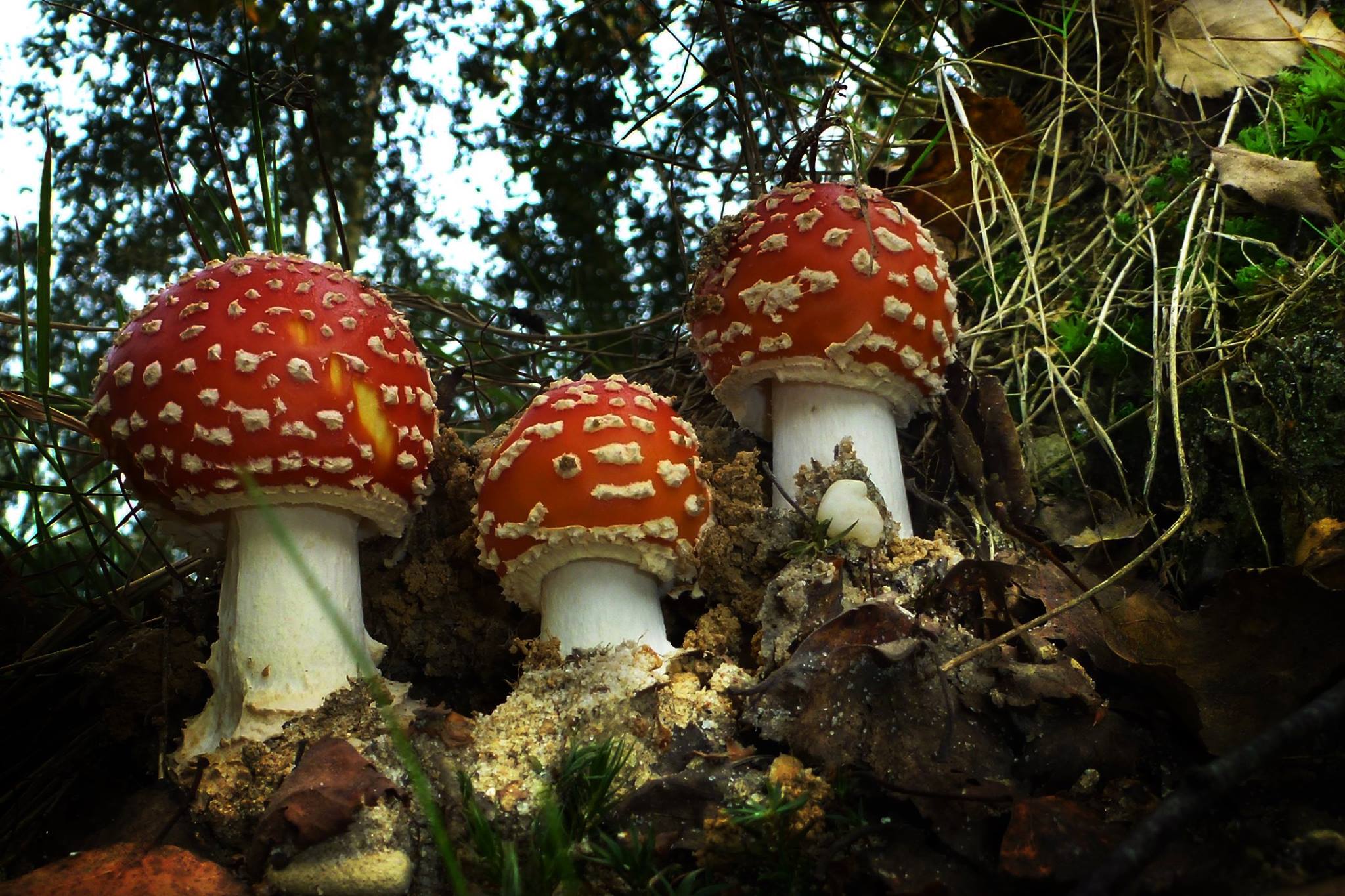 herfstvakantie relaxed beleven in Limburg