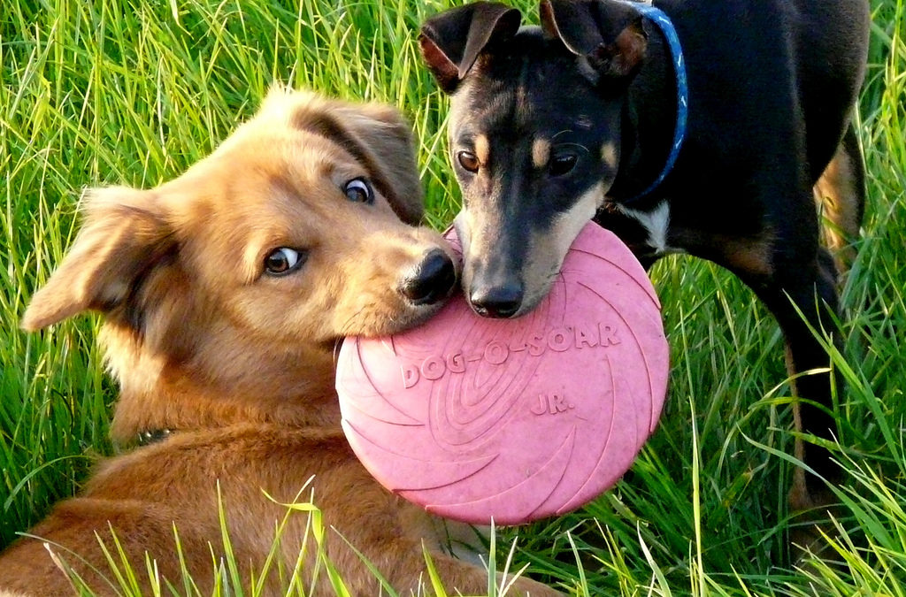 Wandelroute: rondje met de hond rond Vakantiepark ’t Posterbos