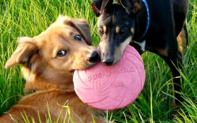 Wandelroute: rondje met de hond rond Vakantiepark ’t Posterbos